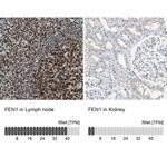 FEN1 Antibody