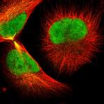 GTF2F2 Antibody in Immunocytochemistry (ICC/IF)