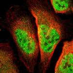 TSHZ1 Antibody in Immunocytochemistry (ICC/IF)