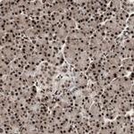 TSHZ1 Antibody in Immunohistochemistry (Paraffin) (IHC (P))