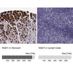 NQO1 Antibody