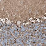 Glutamine Synthetase Antibody in Immunohistochemistry (Paraffin) (IHC (P))