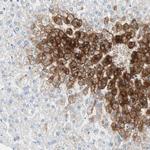 Glutamine Synthetase Antibody in Immunohistochemistry (Paraffin) (IHC (P))