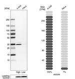 Annexin A4 Antibody