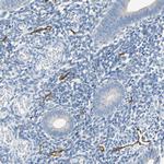 Podoplanin Antibody in Immunohistochemistry (Paraffin) (IHC (P))