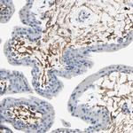 Podoplanin Antibody in Immunohistochemistry (Paraffin) (IHC (P))