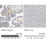 Podoplanin Antibody