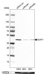 ACAT1 Antibody