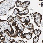 RAP Antibody in Immunohistochemistry (Paraffin) (IHC (P))