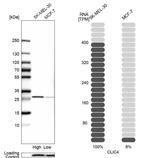 CLIC4 Antibody