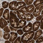 GM2A Antibody in Immunohistochemistry (Paraffin) (IHC (P))