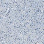 CACNA2D1 Antibody in Immunohistochemistry (Paraffin) (IHC (P))