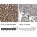 OXSR1 Antibody