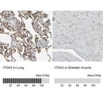 ITGA3 Antibody