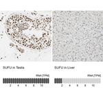 SUFU Antibody