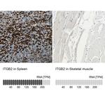 CD18 Antibody