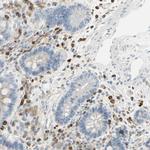 CD18 Antibody in Immunohistochemistry (Paraffin) (IHC (P))