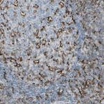 CD18 Antibody in Immunohistochemistry (Paraffin) (IHC (P))