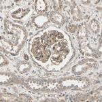 Ephrin B2 Antibody in Immunohistochemistry (Paraffin) (IHC (P))