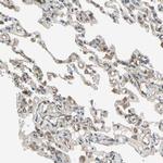 Ephrin B2 Antibody in Immunohistochemistry (Paraffin) (IHC (P))