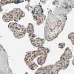 Ephrin B2 Antibody in Immunohistochemistry (Paraffin) (IHC (P))