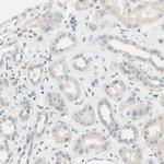 SIGLEC9 Antibody in Immunohistochemistry (Paraffin) (IHC (P))