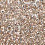 SIGLEC9 Antibody in Immunohistochemistry (Paraffin) (IHC (P))