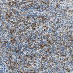 SIGLEC9 Antibody in Immunohistochemistry (Paraffin) (IHC (P))