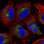 GLG1 Antibody in Immunocytochemistry (ICC/IF)