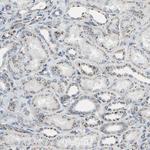 GLG1 Antibody in Immunohistochemistry (Paraffin) (IHC (P))