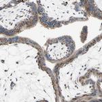 GLG1 Antibody in Immunohistochemistry (Paraffin) (IHC (P))