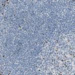 GLG1 Antibody in Immunohistochemistry (Paraffin) (IHC (P))