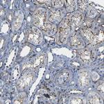 Moesin Antibody in Immunohistochemistry (Paraffin) (IHC (P))