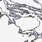 Moesin Antibody in Immunohistochemistry (Paraffin) (IHC (P))