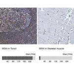 Moesin Antibody