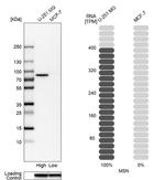 Moesin Antibody