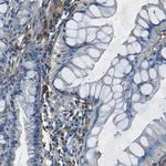 LAIR1 Antibody in Immunohistochemistry (Paraffin) (IHC (P))