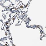 LAIR1 Antibody in Immunohistochemistry (Paraffin) (IHC (P))