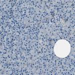 LAIR1 Antibody in Immunohistochemistry (Paraffin) (IHC (P))