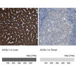 ACSL1 Antibody