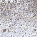 Synaptojanin 1 Antibody in Immunohistochemistry (Paraffin) (IHC (P))