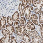 ACADL Antibody in Immunohistochemistry (Paraffin) (IHC (P))