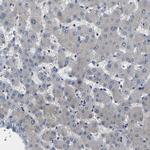 ErbB4 Antibody in Immunohistochemistry (Paraffin) (IHC (P))