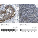 STIM1 Antibody