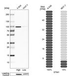 STIM1 Antibody