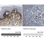 Periostin Antibody