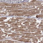 ENDOGL1 Antibody in Immunohistochemistry (Paraffin) (IHC (P))