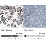 CD155 Antibody