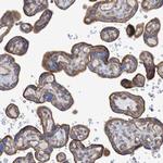 Nectin 2 Antibody in Immunohistochemistry (Paraffin) (IHC (P))