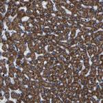 Bit1 Antibody in Immunohistochemistry (Paraffin) (IHC (P))